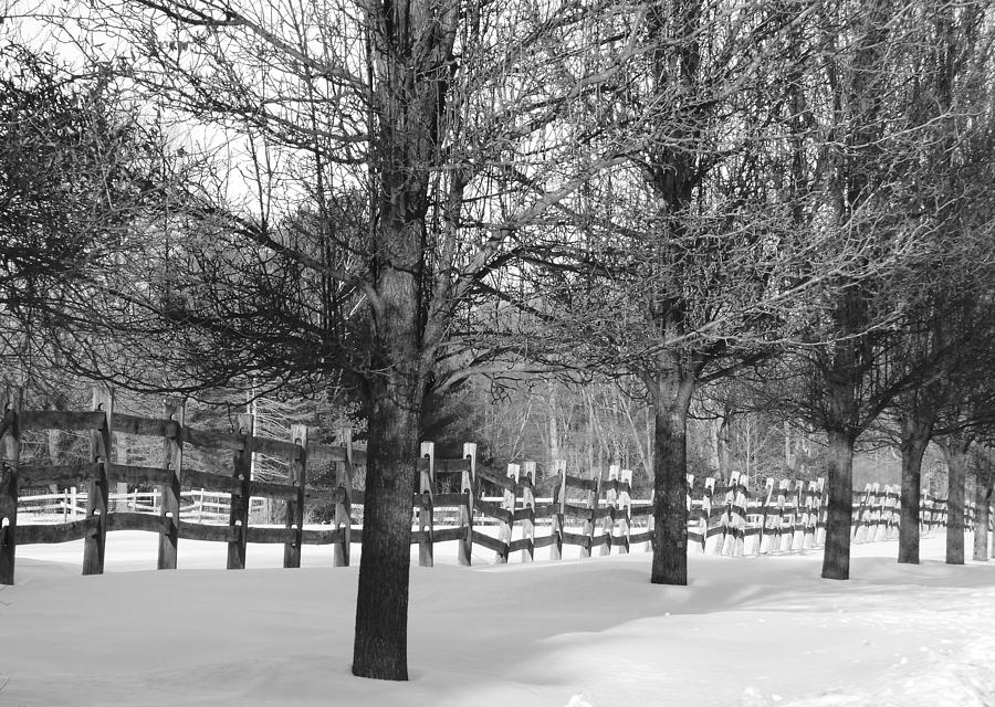 Winter In Black and White Photograph by Living Color Photography Lorraine Lynch