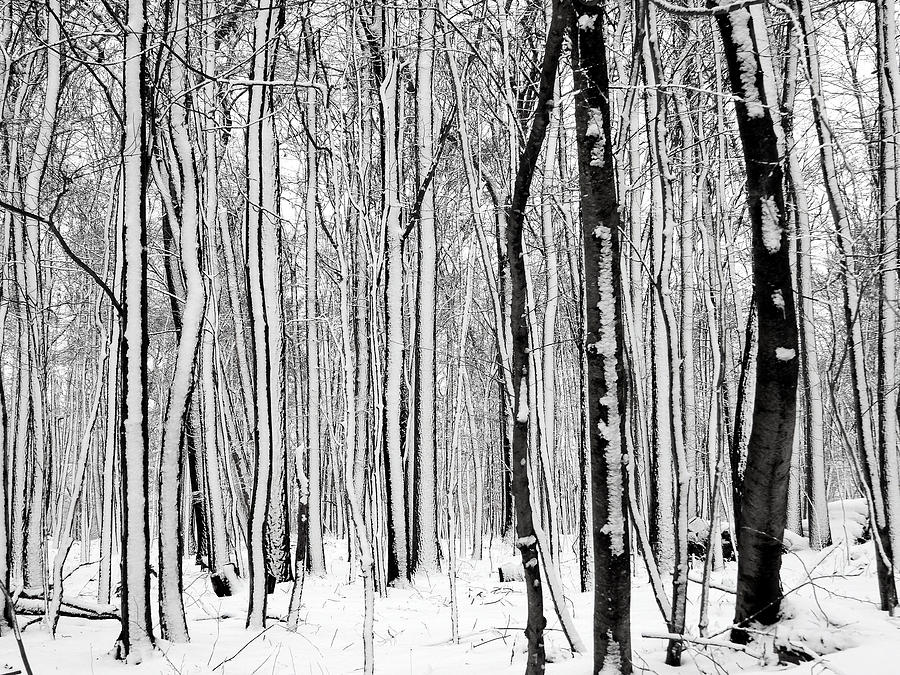 Winter in Black and White #1 Photograph by Living Color Photography Lorraine Lynch