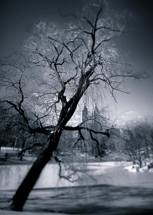 Central Park Photograph - Winter in Central Park by Dave Bowman