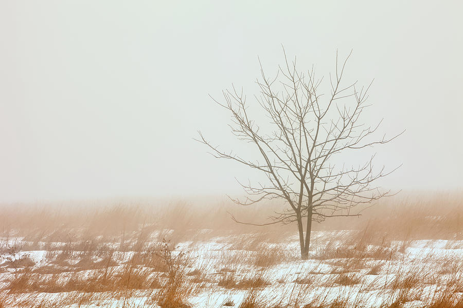 Winter in Fog 1142 Photograph by Greg Hartford