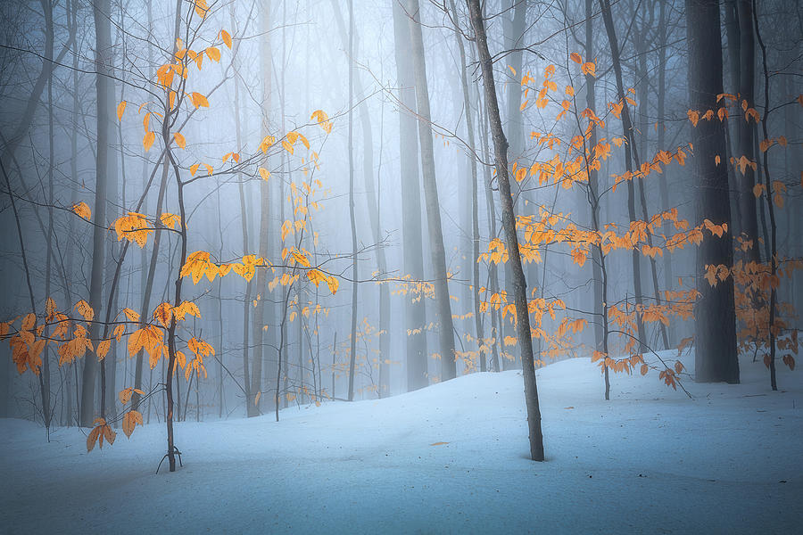 Winter in forest Photograph by Henry w Liu