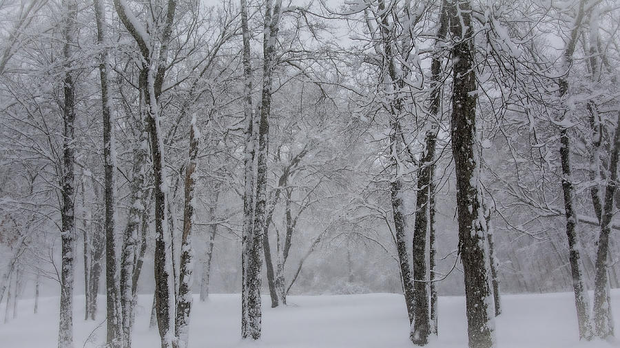 Winter in Lincoln Woods Photograph by Linda Bonaccorsi
