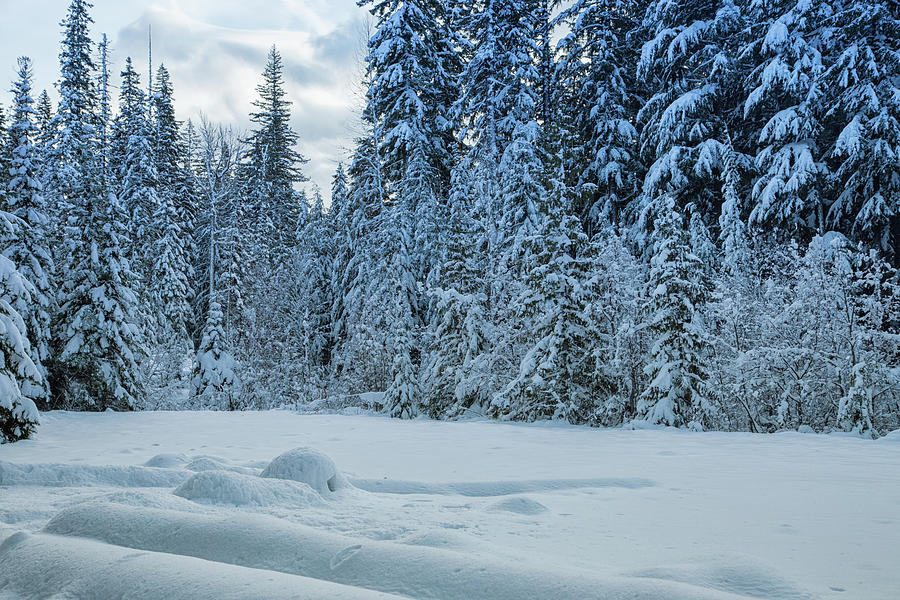 Winter in Mt Hood National Forest Photograph by Kunal Mehra