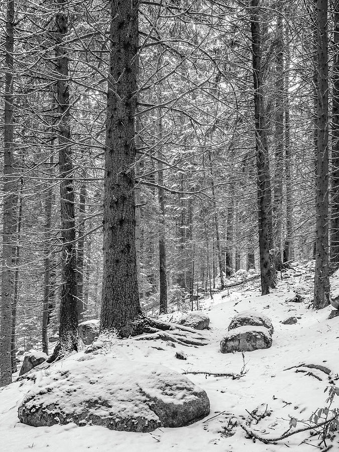Winter in spruce forest Photograph by Jivko Nakev