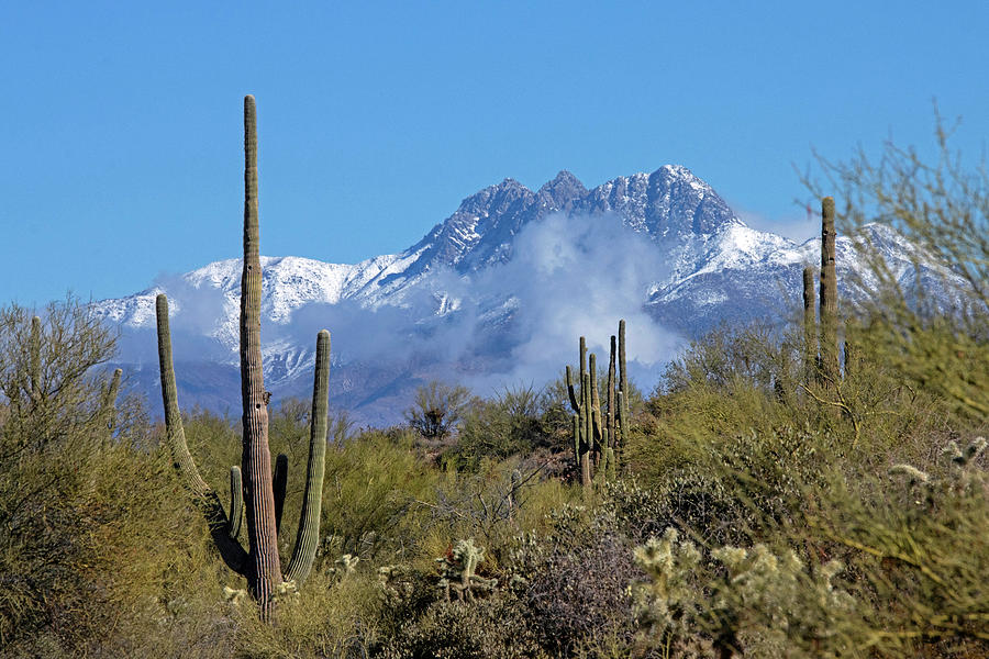 Winter in the Desert Photograph by Sue Cullumber