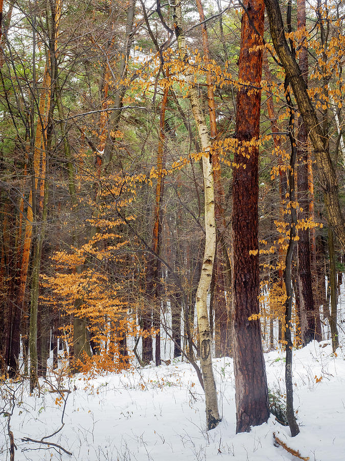 Winter in the forest Photograph by Jivko Nakev