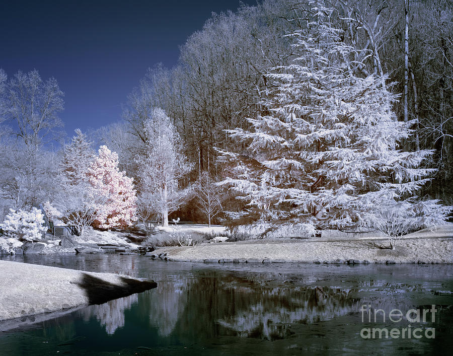 Winter in the park - faux color IR Photograph by Izet Kapetanovic