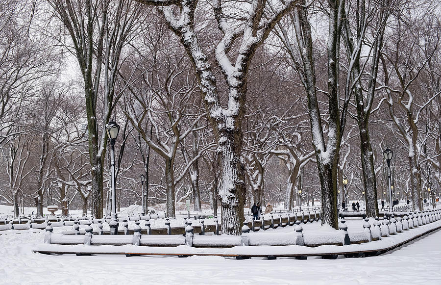 Winter in the park I Photograph by Ana Luiza Cortez