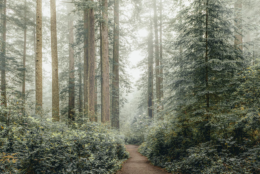 Winter in the Sequoias Photograph by HadelProductions Winter in the Sequoias Photograph by HadelProductions
