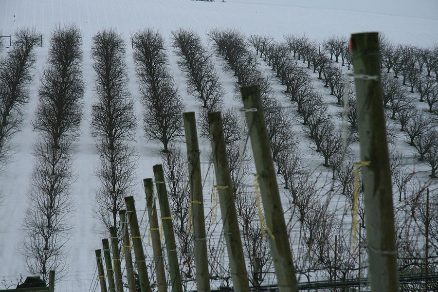 Winter in the Vineyard Photograph by Leslie Struxness