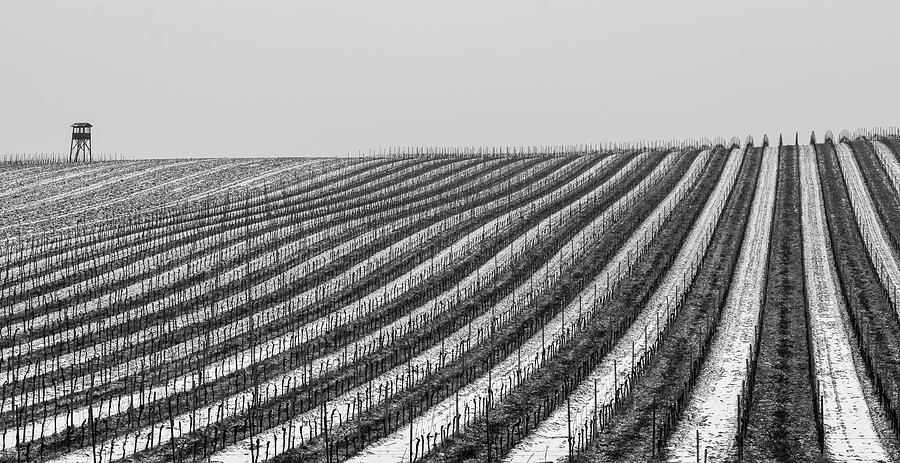 Winter in the Vineyard Photograph by Martin Vorel Minimalist Photography