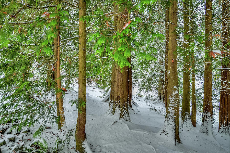Winter in the Woods Photograph by Spencer McDonald