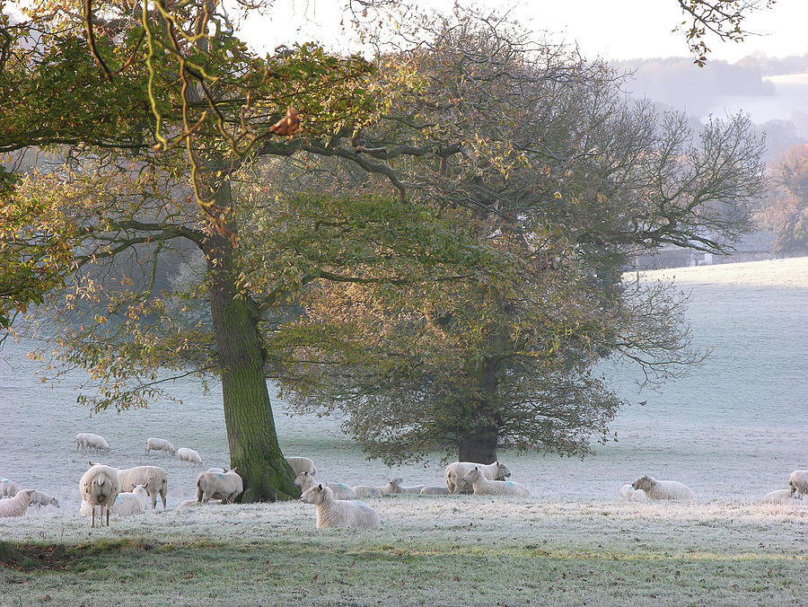 Winter in Wales Photograph by Harry Robertson