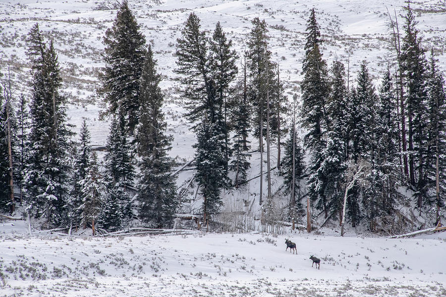 Winter in Yellowstone National Park Photograph by Marcy Wielfaert