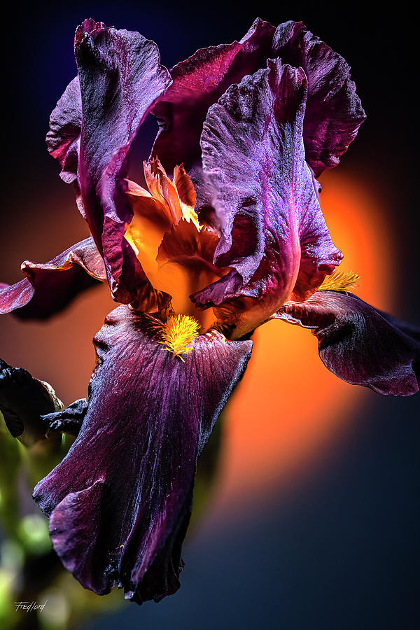 Winter Iris Bloom Photograph by Fred J Lord
