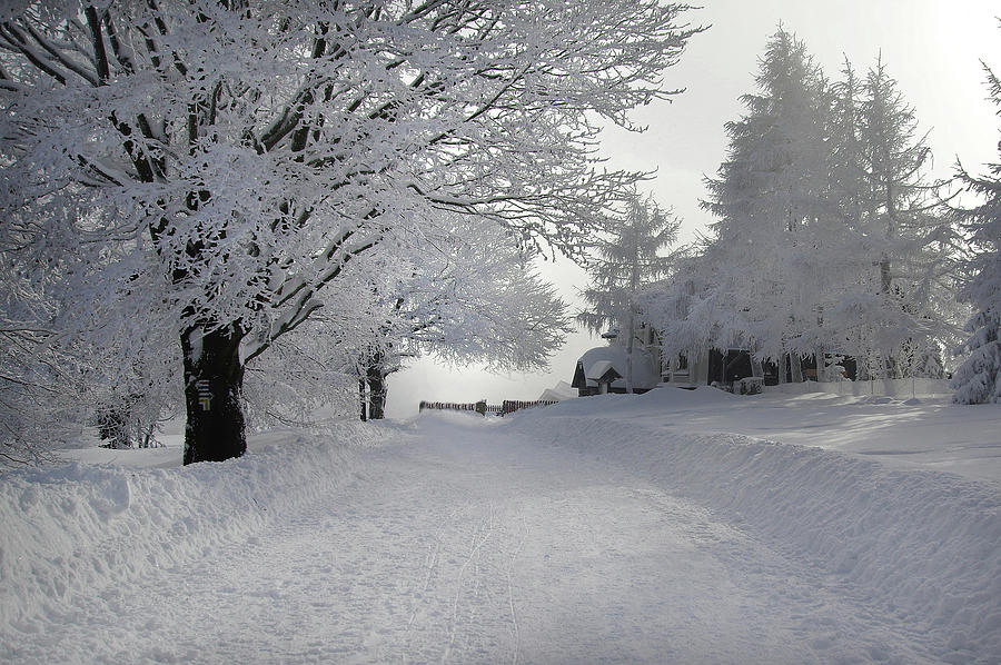 Winter Photograph by Iwona Sikorska - Fine Art America