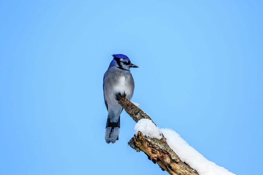 Winter Jay Photograph by Gary Hall