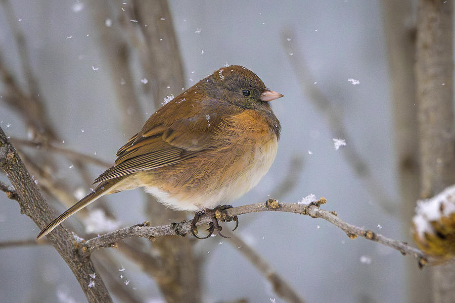 Winter Junco Photograph by Mark Mille