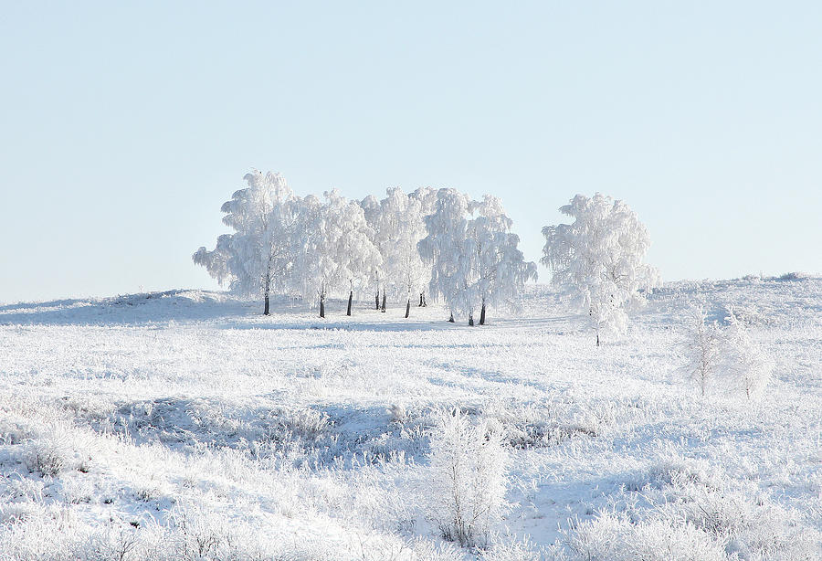 Winter laces Photograph by Yaroslav Mishin - Fine Art America