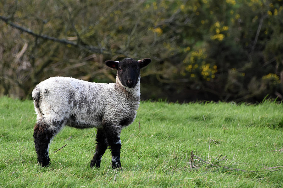 Winter lamb Kimmeridge Dorset Photograph by Loren Dowding