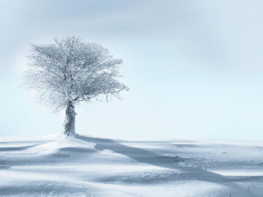 Winter Land 1 Digital Art by Cathy Anderson