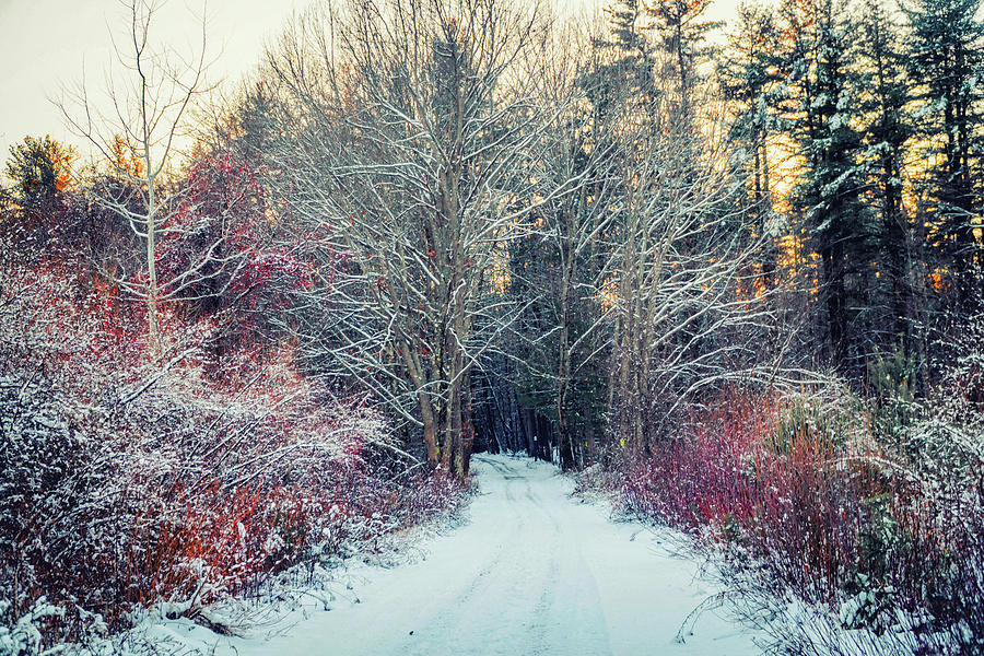Winter landscape 3 Photograph by Lilia S