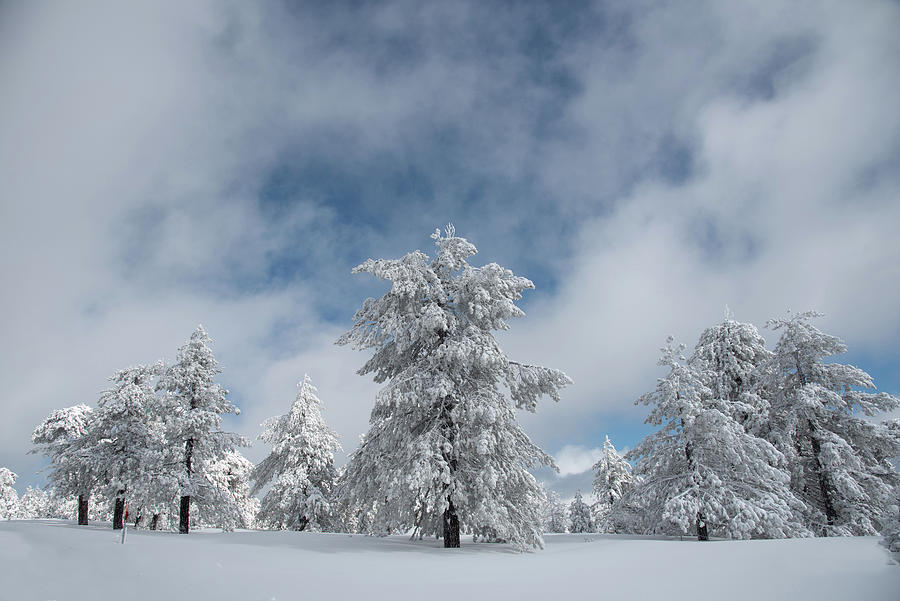 Winter landscape in snowy mountain frozen snow covered fir trees against blue cloudy sky. Photograph by Michalakis Ppalis