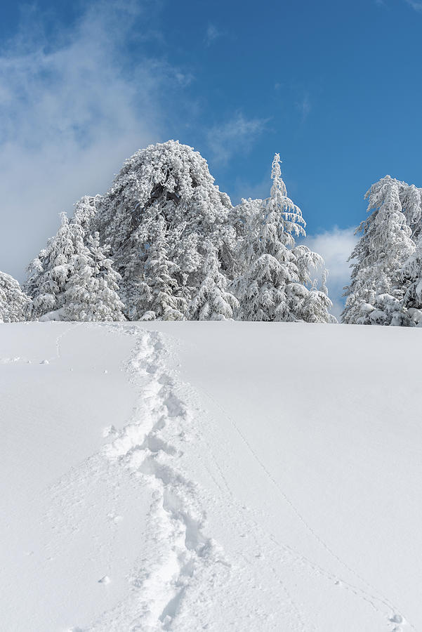Winter landscape in snowy mountain frozen snow covered fir trees against blue cloudy sky. Troodos Cyprus Photograph by Michalakis Ppalis