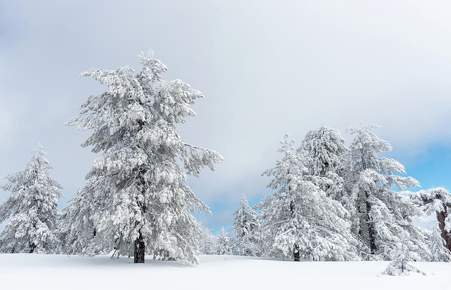 Winter landscape. Snow covered trees in forest Photograph by Michalakis Ppalis