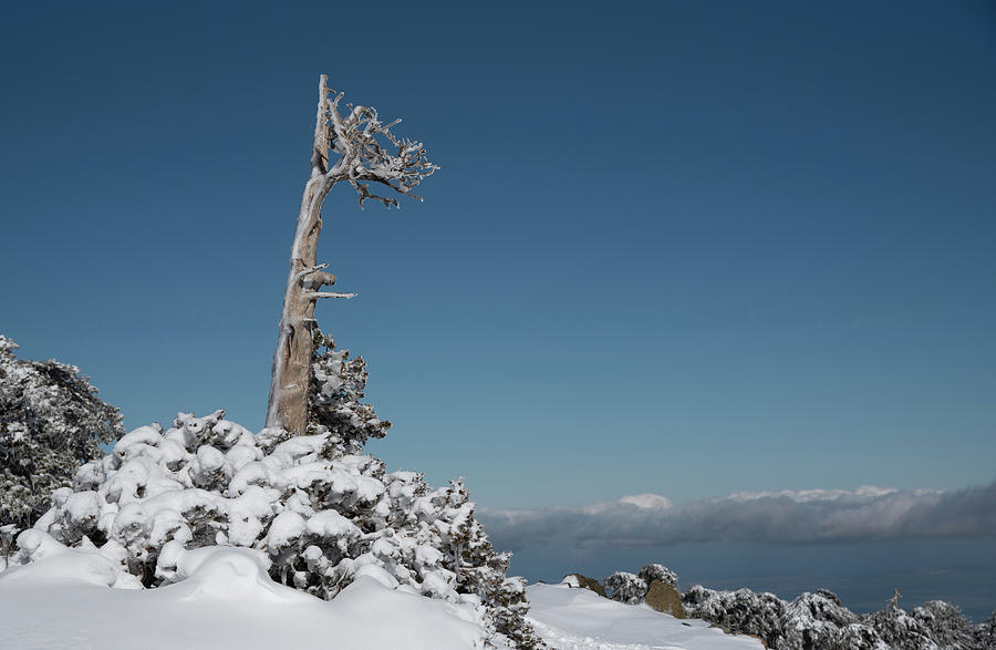 Winter landscape in snowy mountains. frozen snowy lonely fir trees against blue sky. Photograph by Michalakis Ppalis