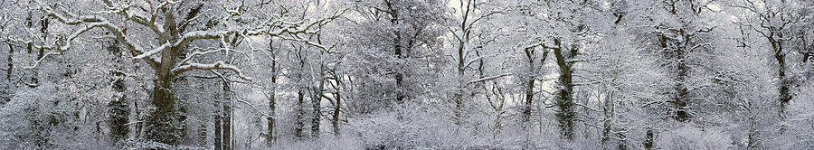 Winter Landscape Photograph by Jeremy Walker