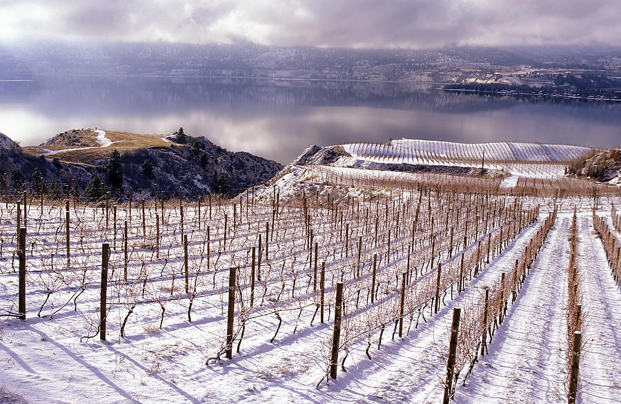 Winter landscape of a vineyard in Okanagan valley Photograph by Laughingmango