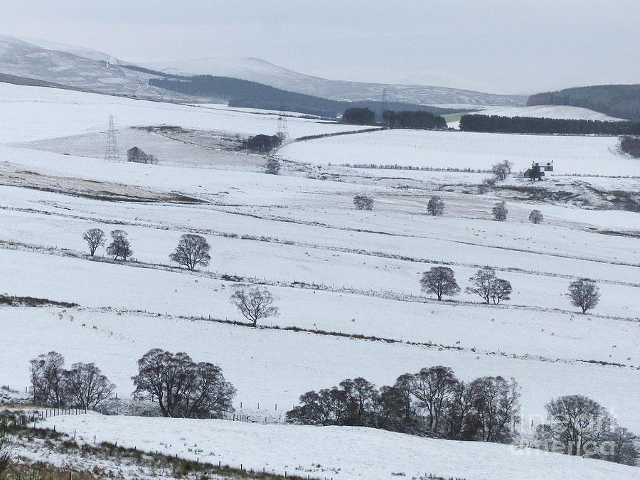 Winter landscape - Sheep fields and the Hills of Cromdale Photograph by Phil Banks