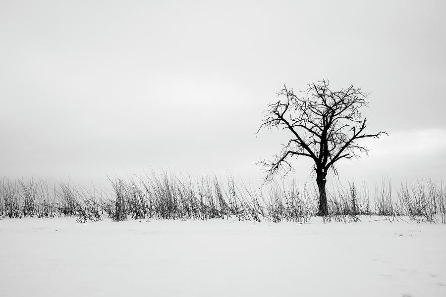 Winter landscape - Tree Silhouette Photograph by Martin Vorel Minimalist Photography