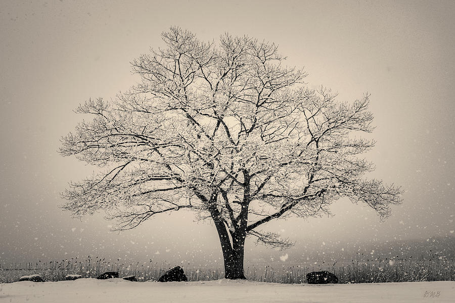 Winter Photograph - Winter Landscape VI Toned by David Gordon
