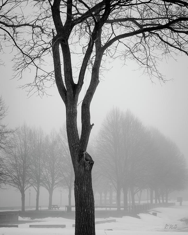 Winter Landscape X BW Photograph by David Gordon