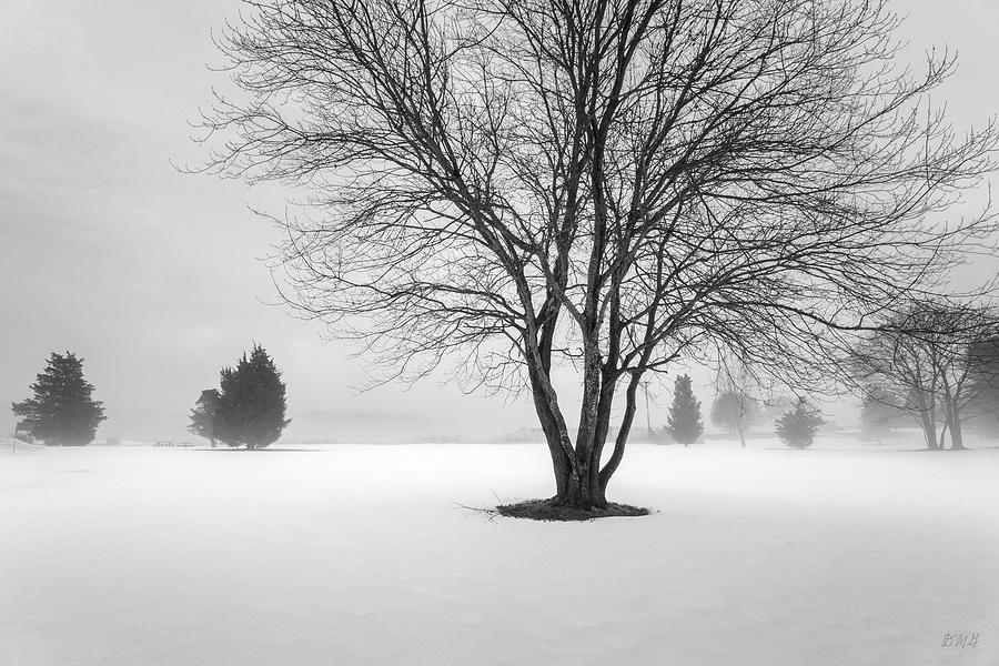 Winter Landscape XIV BW Photograph by David Gordon