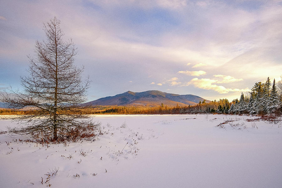 Winter Larch, Cherry Mountain Views Photograph by Jeff Sinon