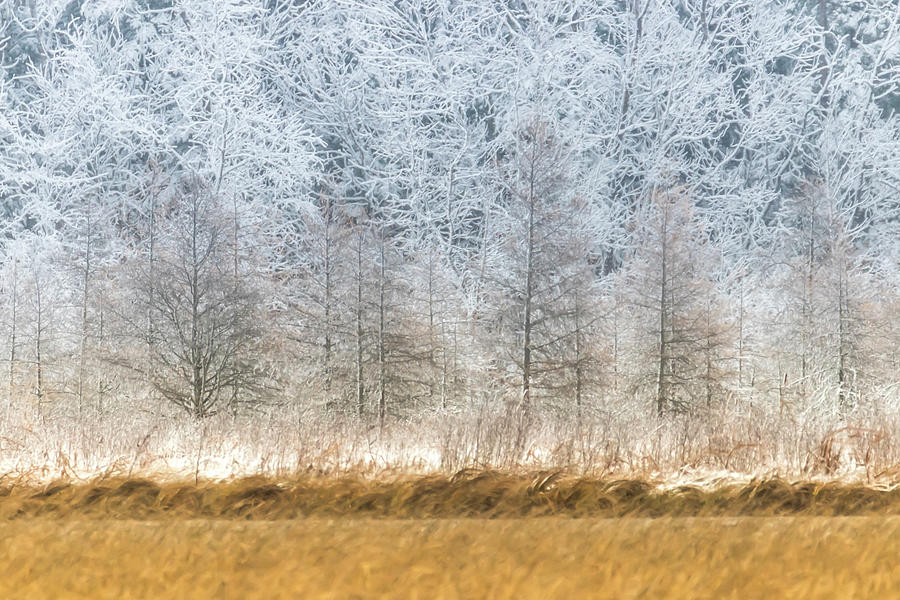 Winter Layers Photograph by Patti Deters