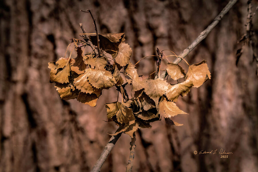 Winter Leaves Photograph by Ed Peterson Winter Leaves Photograph by Ed Peterson