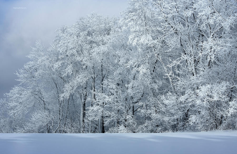 Winter Photograph - Winter Life by Ron Jones