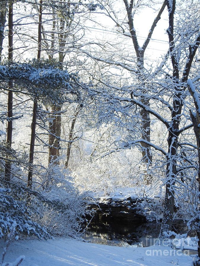 Winter Light After the Snow Photograph by Eunice Miller