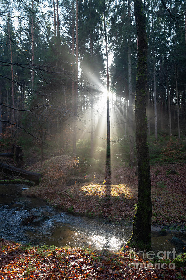 Winter light in the forest 1 Photograph by Adriana Mueller