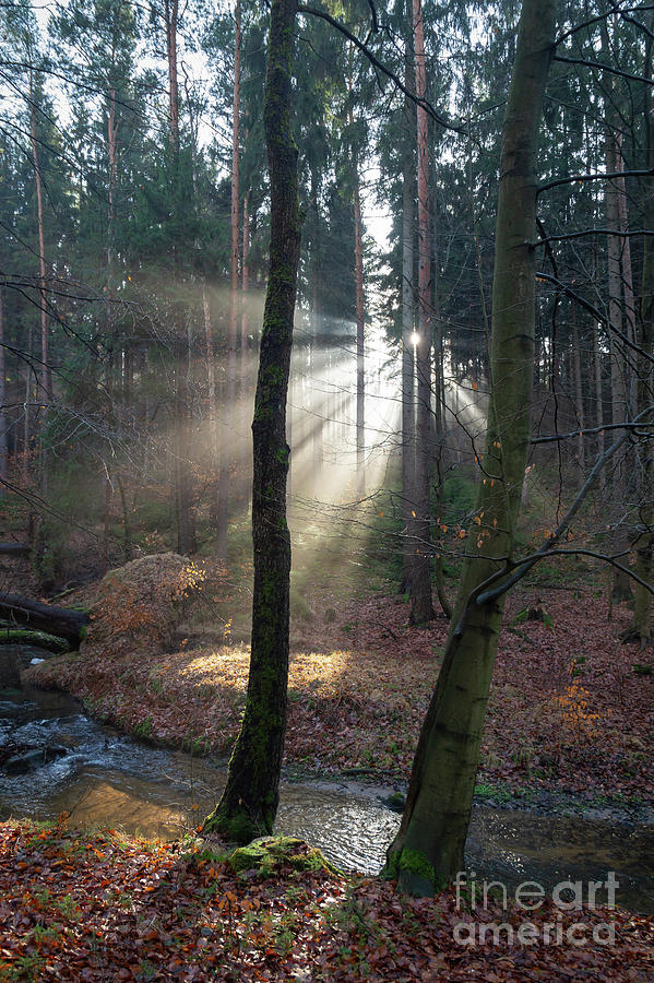 Winter light in the forest 2 Photograph by Adriana Mueller