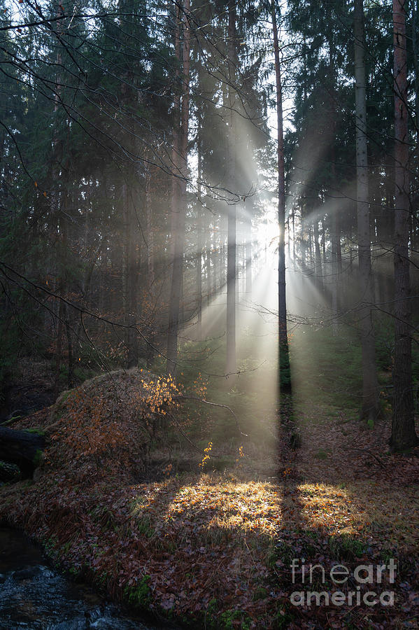 Winter light in the forest 3 Photograph by Adriana Mueller