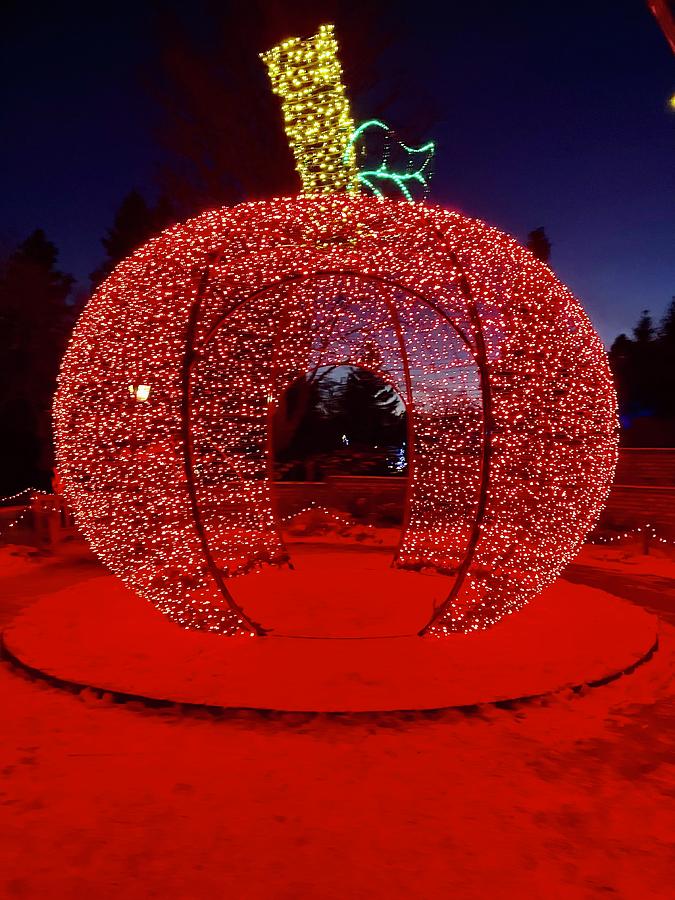 Winter Lights Apple Photograph By Laurie Prentice - Fine Art America