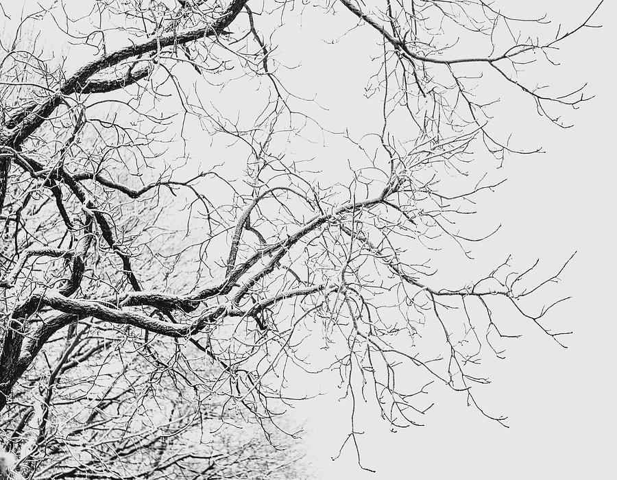 Winter Limbs Photograph by Dan Sproul