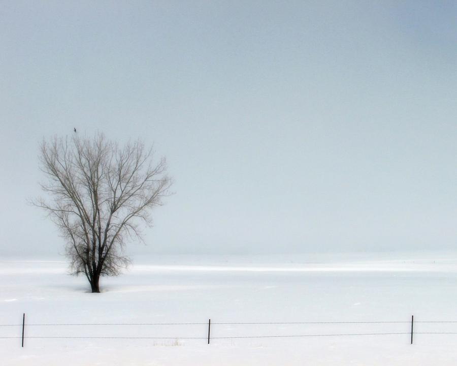 Winter Lone Tree and Hawk Photograph by Amanda R Wright