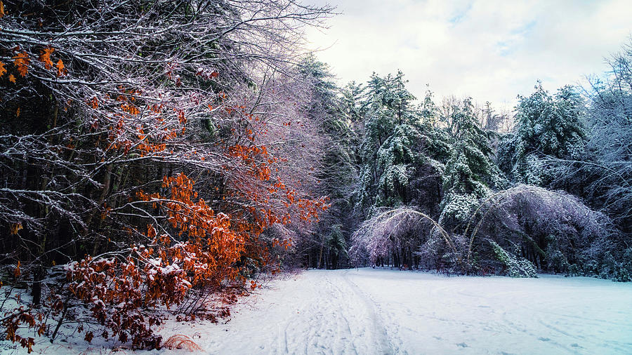 Winter magic colors Photograph by Lilia S