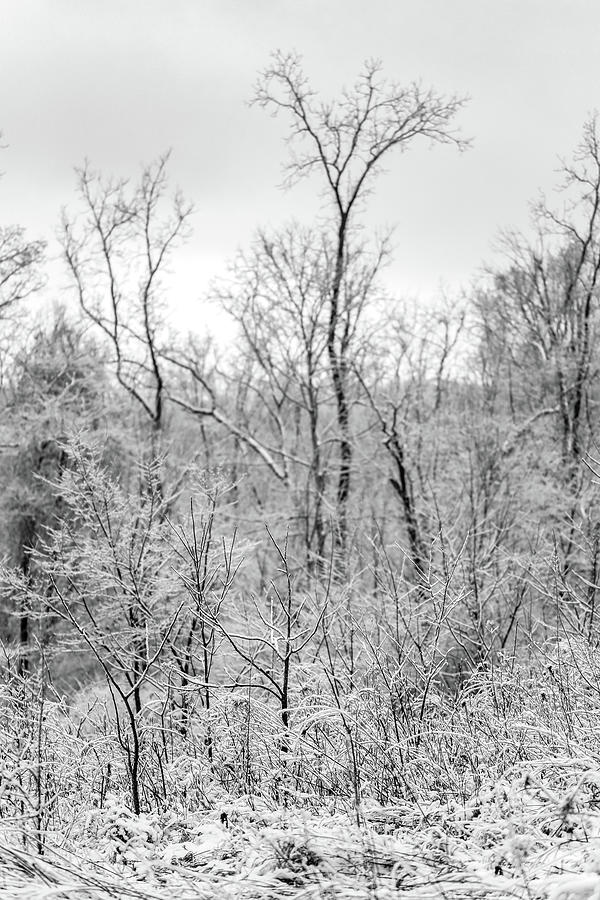 Winter Magic Photograph by Dan Sproul